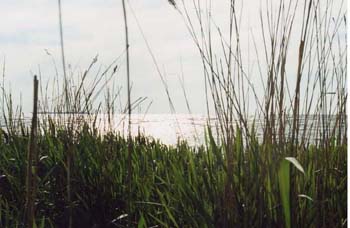 landscape12