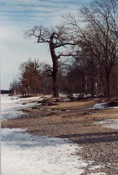 landscape13