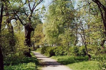 landscape9